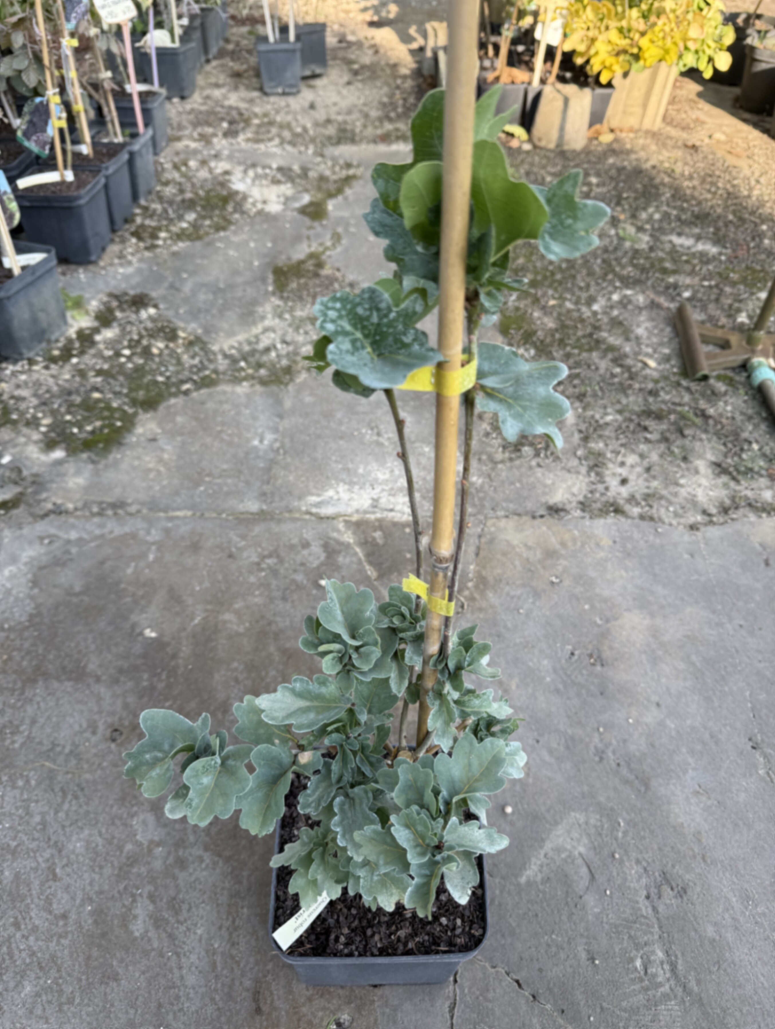 Дуб черешчатый Факрист